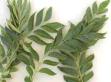 curry-leaf