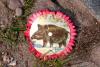 Wildschwein