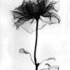 blume1