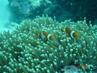 Nemo