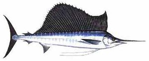 Segelfisch