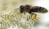 Click here to join slow-bee-mystery