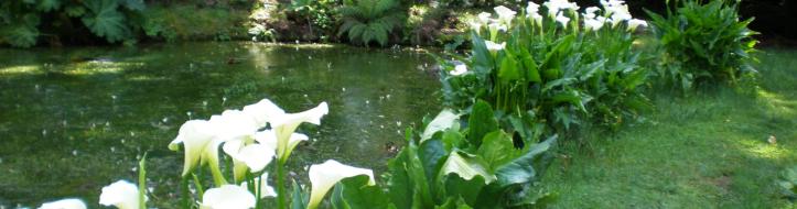 Waldsee Waldsee