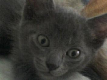 Linus