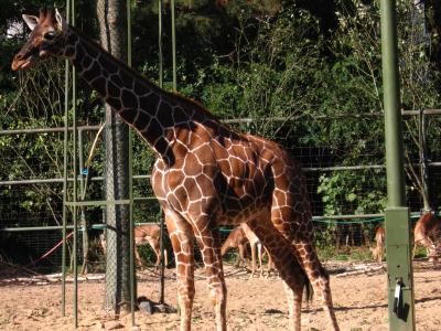 Giraffa camelopardalis (im Kölner Zoo)