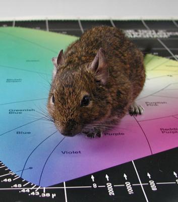 UV-degu