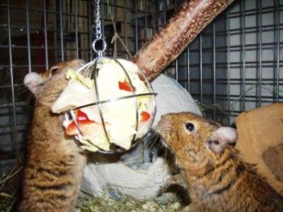 futterball