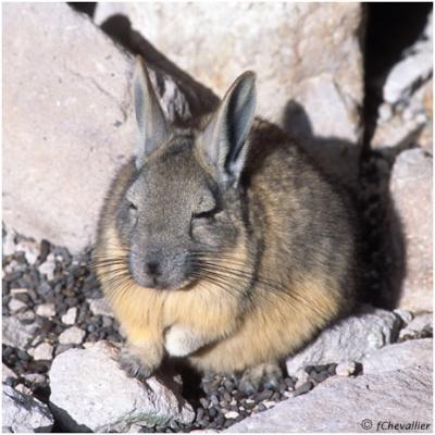 vizcacha