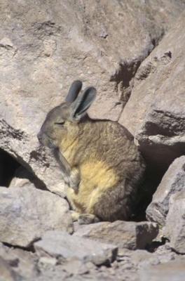 vizcacha2