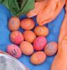 eier