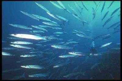 FishMob FishMob