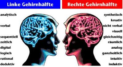 gehirn