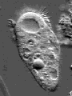 cilia2