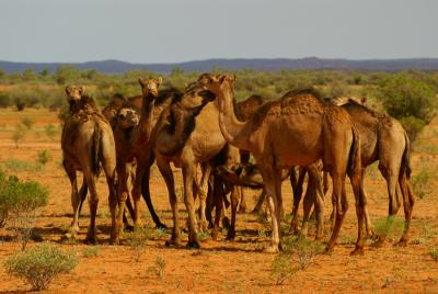 329-Camels-1.jpg