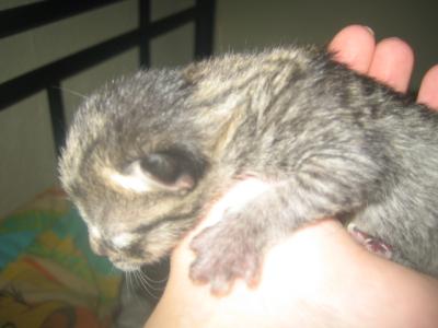 baby-katzen-015