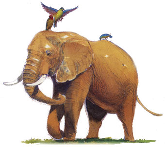 elephant
