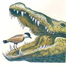 krokodil