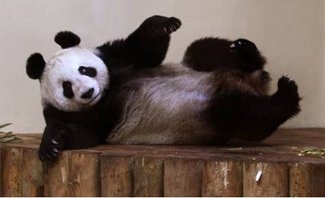 panda2