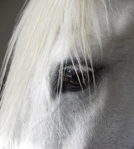 Pferde-Auge