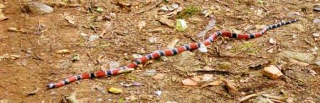 cobra