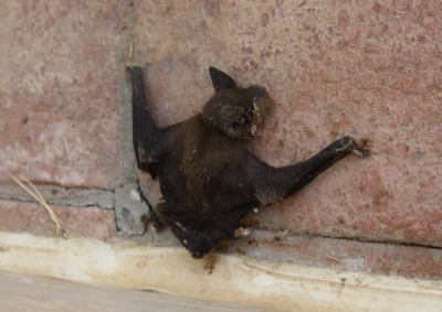 verirrte Mini-Fledermaus verirrte Mini-Fledermaus