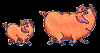 pigfred