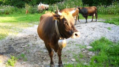 murnauer_2