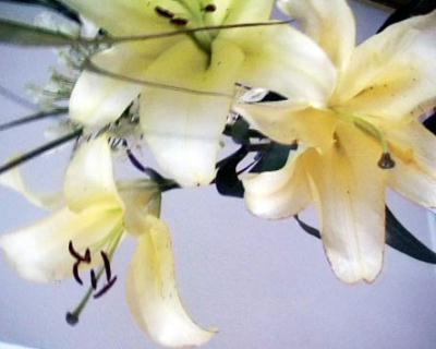 blume2