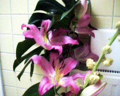 blume3