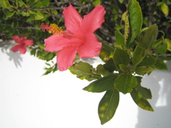 pordetail1