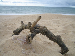 strand1
