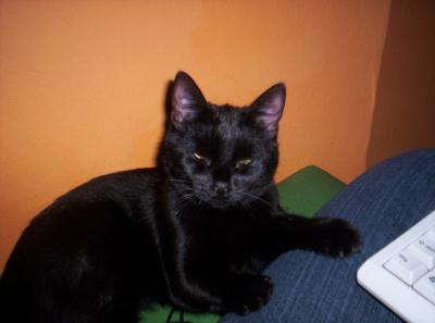 katzi