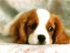 mein_hund