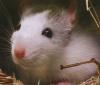 Marion
<br />

<br />
Das ist meine Ratte Stinkie.
<br />
Sie ist ein halbes Jahr alt und ich kümmere mich gut um sie.
<br />

<br />
Das ist meine Ratte Stinkie.
<br />
Sie ist ein halbes Jahr alt und darf frei in meinem Zimmer herumlaufen.
<br />
Sie ist sehr zutraulich und ich hab' sie sehr sehr lieb.