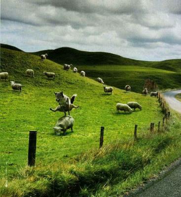 sheep_and_wolf_gross