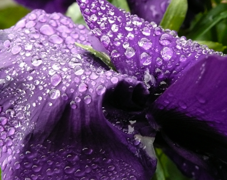 Viola_Wassertropfen_dunkel