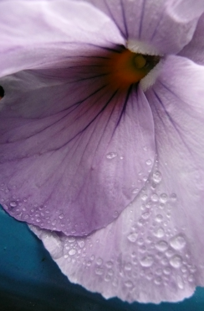 Viola_blasslila_Wassertropfen