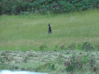 erstes Kangaroo 