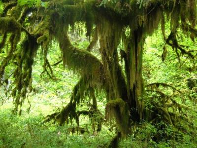 olympic-national-park