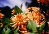Dahlien-Eberbach-1
