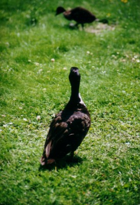 enten