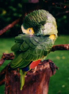 lovebird