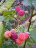 ahimbeeren