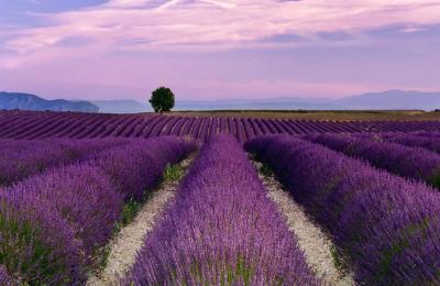 0707241426061lavender_
