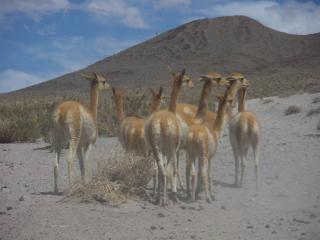 Guanacos