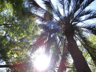 Palme