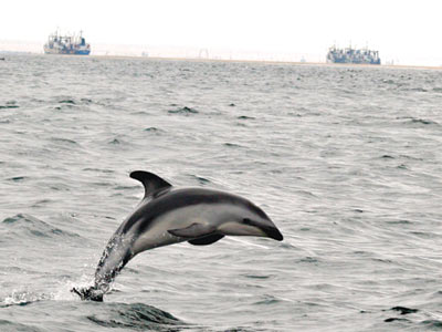 delfin3-400