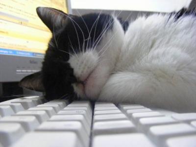 Katze-Ruhe-Schlaf-Tastatur-schlafende-katze-Kopfkissen-510x510