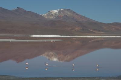 Flamingoes-on-Red-Lagoon