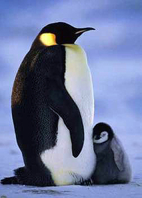 Pinguine